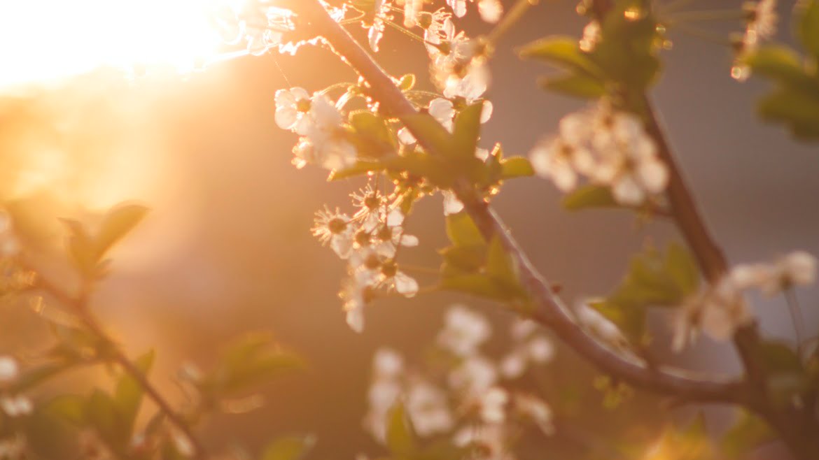 White Petaled Tree during Daytime